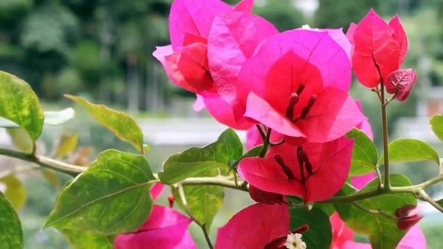 Почему не цветет бугенвиллия? Как заставить зацвести бугенвиллию. смотреть онлайн