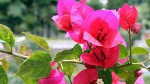 Почему не цветет  бугенвиллия? Как заставить зацвести бугенвиллию.