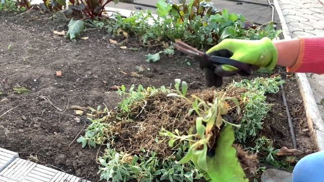 ЯСКОЛКА/ сажаю пересаживаю почвопокровные цветы.