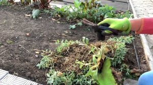 ЯСКОЛКА/ сажаю пересаживаю почвопокровные цветы.