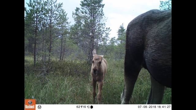 Неделя в защиту животных: Лоси смотреть онлайн