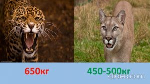 ПУМА VS ЯГУАР JAGUAR VS PUMA WHO IS STRONGER