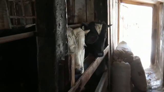 Схема выпойки телят МЗК. Гости из города крутят хвосты коровам)) №11 смотреть онлайн