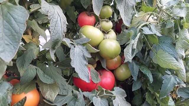 Томаты в теплице завалили!Самые урожайные сорта!?? смотреть онлайн