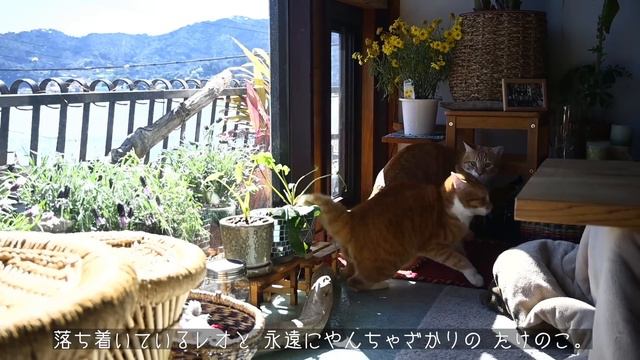 Y2mate.mx-#78 ネコの手も借りたい春の庭仕事🐈🪴 смотреть онлайн