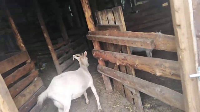 Кто лежит жизнью наслаждается, кто роет, кто потоп устроил 🤣🤣🤣 смотреть онлайн