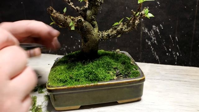 My Pink Pixie Bougainvillea and More, The Bonsai Zone, Nov 2022 смотреть онлайн