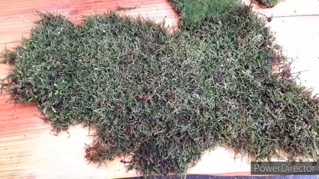 Лесной МОХ для орхидей.  Обработка и хранение для дальнейшего применения.