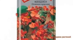 Фасоль ветвистейший Вьющаяся Огненно красная ? обзор: как сажать, семена фасоли