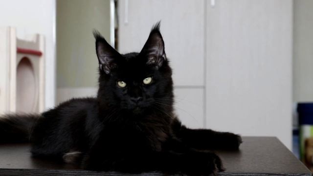 Котёнок мейн кун (6 месяцев) смотреть онлайн