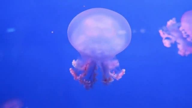 ? Jellyfish Aquarium for Relaxation and Sleep Music | Jellyfish Screensaver 4K UHD смотреть онлайн