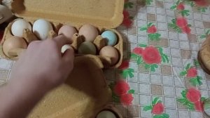 Как правильно хранить яйца перед инкубацией? / Хранение инкубационного яйца