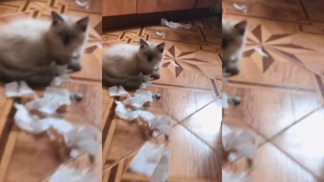 КОРОЧЕ ГОВОРЯ, КОТЯТА смотреть онлайн