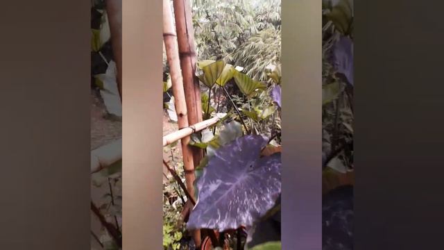 COLOCASIA BLACK MAGIC BIG SIZE смотреть онлайн