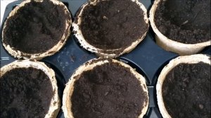 ГЕОРГИНЫ ОДНОЛЕТНИЕ.пикировка