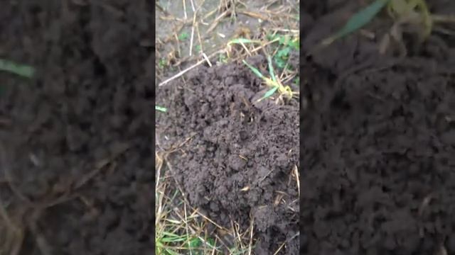 Коп монет с GARET ACE EURO смотреть онлайн