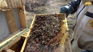 ЧТО ДЕЛАТЬ, ЕСЛИ ВЕСНОЙ ПРОПАЛА МАТКА. ВЕСЕННИЕ РАБОТЫ НА ПАСЕКЕ