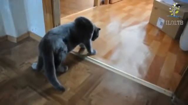 пьяный кот смотреть онлайн