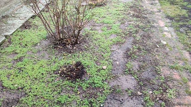 Жить в станице. Краснодарский край. Овоскопирование куриных яиц смотреть онлайн