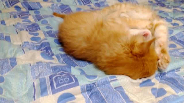 VID_20230405_055259_185.mp4