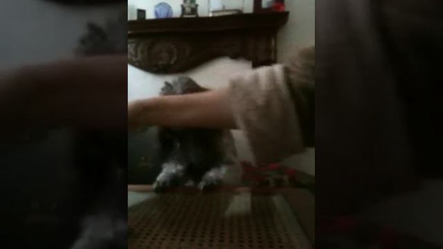 Бублик любит конфеты ( Dog loves candy ) смотреть онлайн