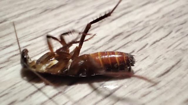 Тарака́н чёрный. (лат. Blatta orientalis) смотреть онлайн