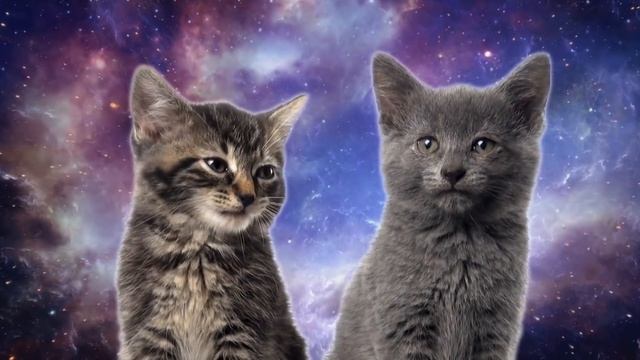 [10 Hours] Space Cats - Magic Fly (by Enjoyker) - Video & Singing Cats [1080HD] SlowTV