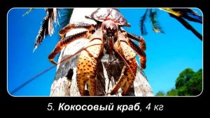 Топ 10 САМЫХ БОЛЬШИХ КРАБОВ