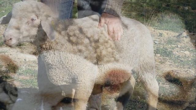 Разведение овец породы Меринос как бизнес | Тонкорунная овца | Овца меринос смотреть онлайн