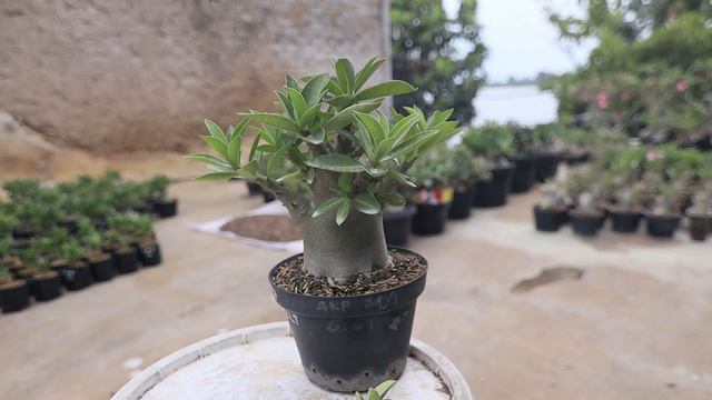How to Handle Adenium Plants With Long Branches. Desert Rose Bonsai смотреть онлайн