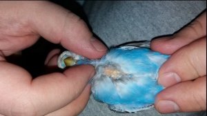 Почему чешутся попугаи? Что делать?