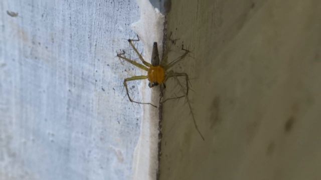Spider - Sony Cybershot HX200V смотреть онлайн