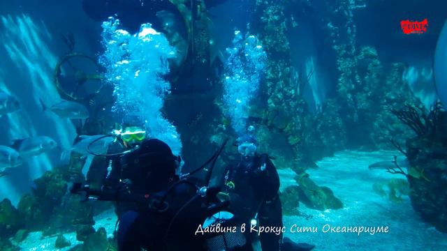 Крокус Сити океанариум смотреть онлайн