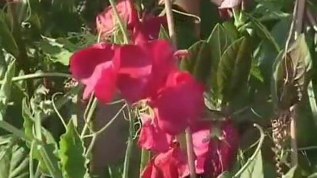 Душистый горошек