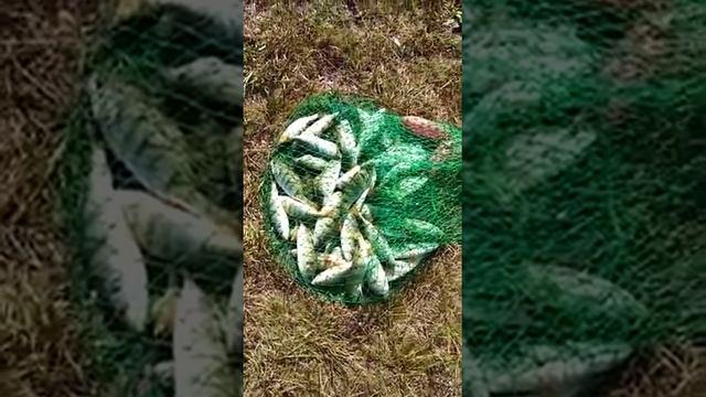 Рыбалка на озере Хорошее, Бурлинский район, Алтайский край, 2020 год смотреть онлайн