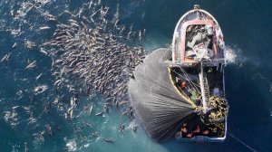 Эти Животные Вас Потрясут !