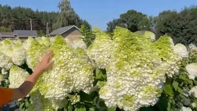 Гортензия Мэджикал мунлайт смотреть онлайн