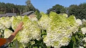 Гортензия Мэджикал мунлайт