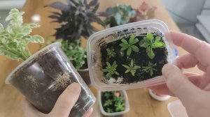 ТАКОЙ ГРУНТ МНЕ НЕ НУЖЕН.. КАК ИЗБАВИТЬСЯ ОТ ПЛЕСЕНИ НА ГРУНТЕ? СЕЮ ПЕТУНИЮ НА МАТОЧНИКИ.