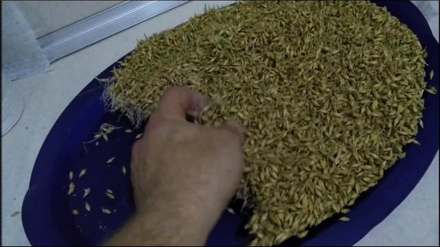 Перемалываю зелёный солод )) смотреть онлайн