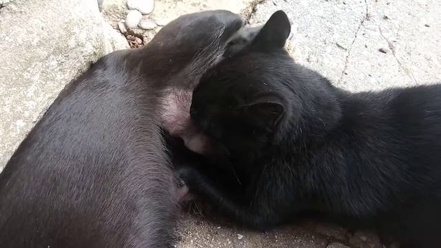 В Крыму собака выкормила брошенного мамой котенка смотреть онлайн