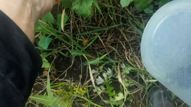 Ежевика Натчез и первые абрикосы. смотреть онлайн