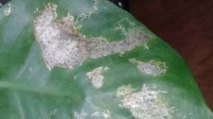 Как бороться с вредителями Шеффлеры? Спасаем Шеффлеру.