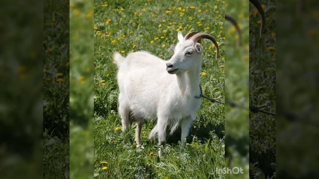 Развитие речи.Сказка"Упрямые козы" смотреть онлайн