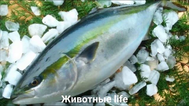 Мода для Мужчин