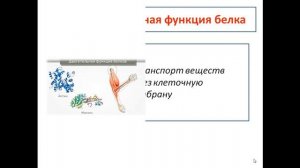 Органические вещества. Белки и их роль в клетке