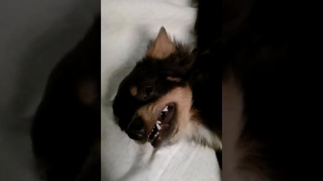 Чихуахуа не любит когда на нее дуют смотреть онлайн