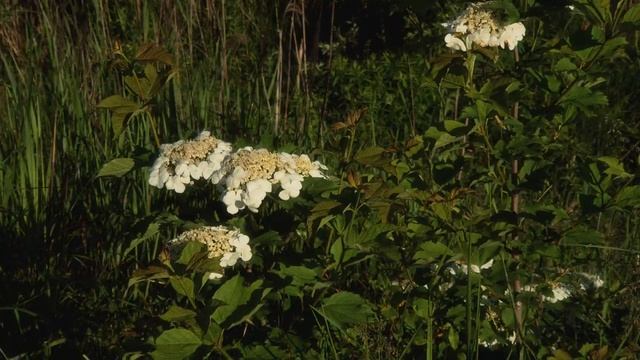 Surroundings of Jurmala, Kauguri | Окрестности Юрмалы, Каугури смотреть онлайн