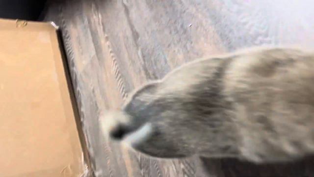 Мальчик Западно-Сибирской Лайки (пятое фото) смотреть онлайн