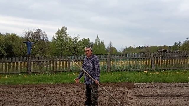 ЗАСЕЯЛИ ГАЗОН ТРАВОЙ.СОСЕДКА УГОСТИЛА ЧЕРЕНКАМИ МОЖЖЕВЕЛЬНИКА. смотреть онлайн